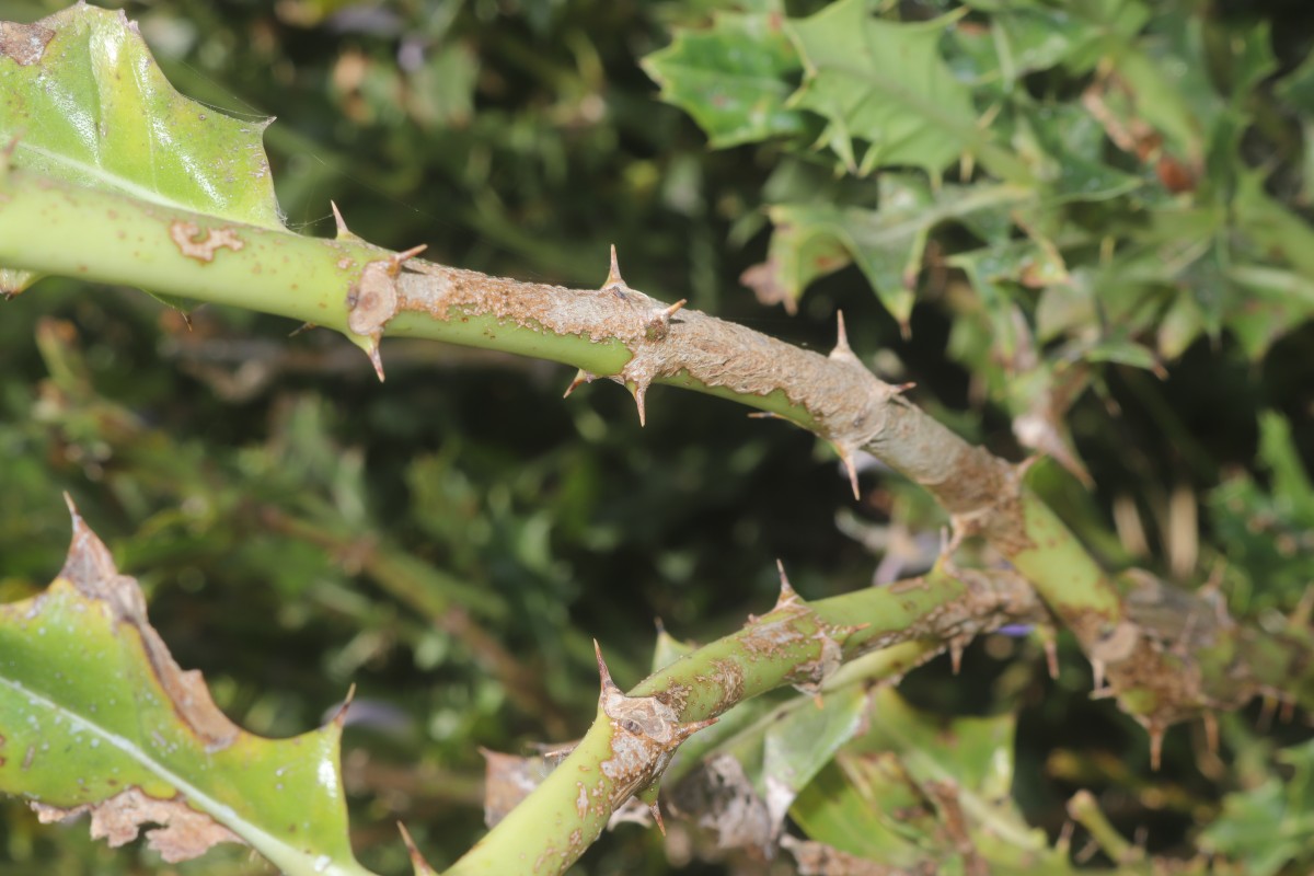 Acanthus ilicifolius L.